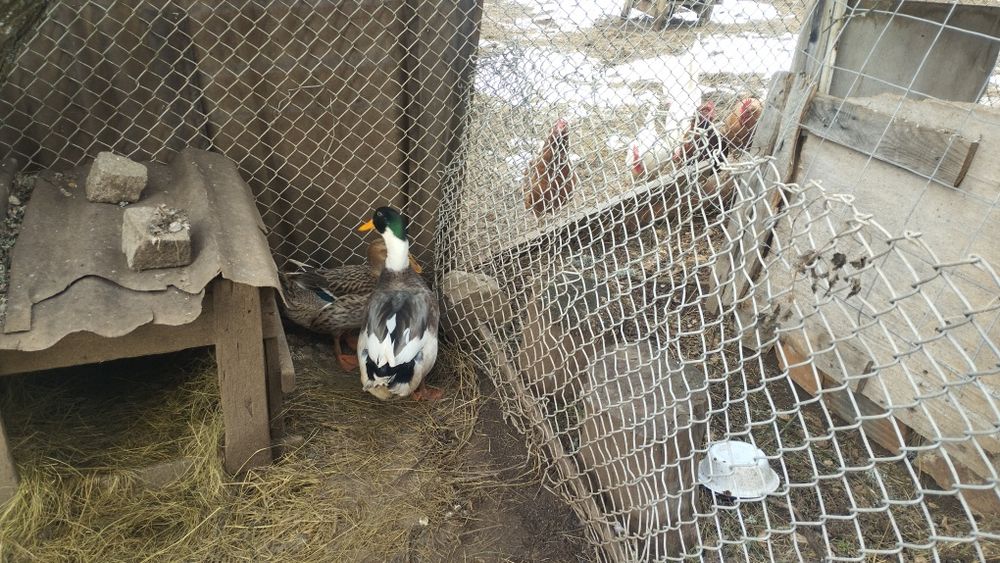 Две патици мъж и жена