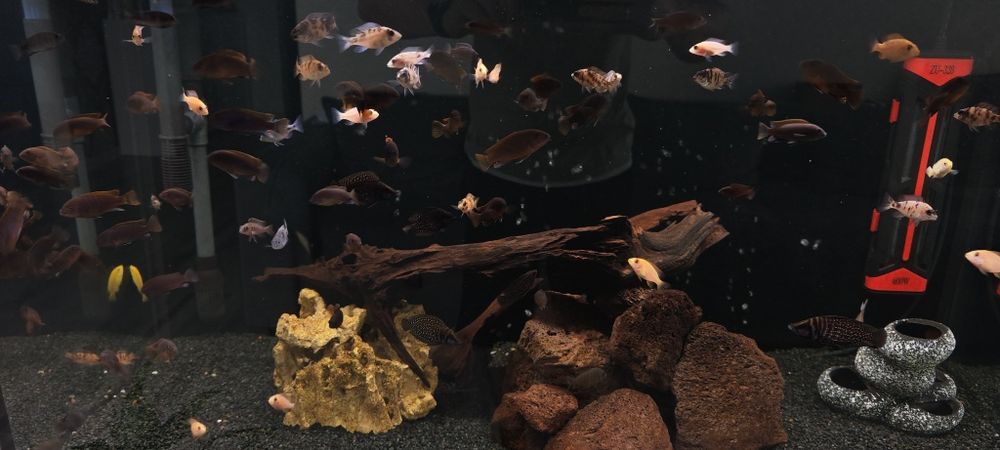 Продам цихлид, Псевдотрофеус Ацей, Интерруптус