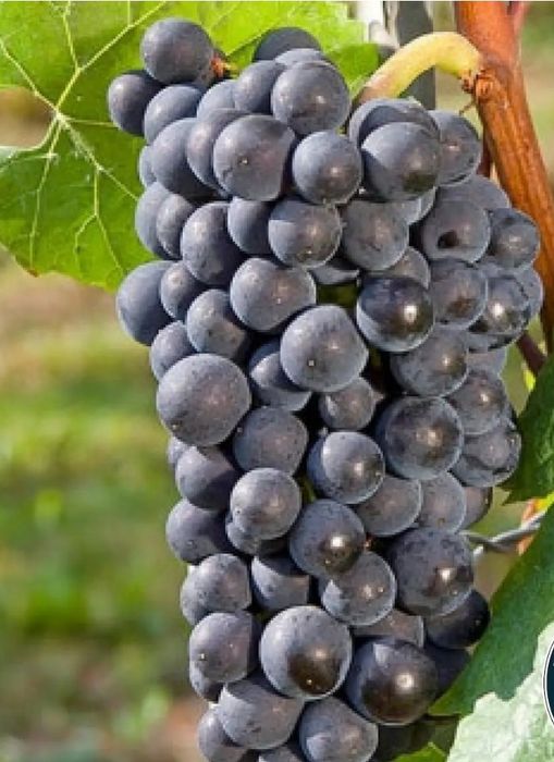 Vita de Vie  Nobila altoita de vin