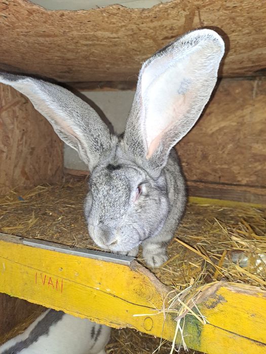Uriaș german chinchilla pui