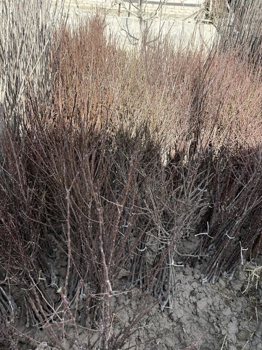 Мевали кучатлар оптом. Mevali ko'chatlar bor. 15 000 сум