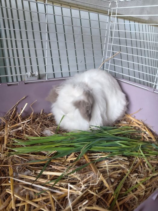 Vând iepuri pitici si porcușori de guineea