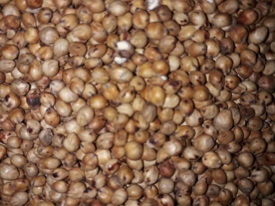 Sorg si iarba de sudan-multiple coase, sol sarac/seceta, 25kg