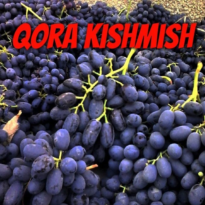 Pushti jinsiy aloqa videolar