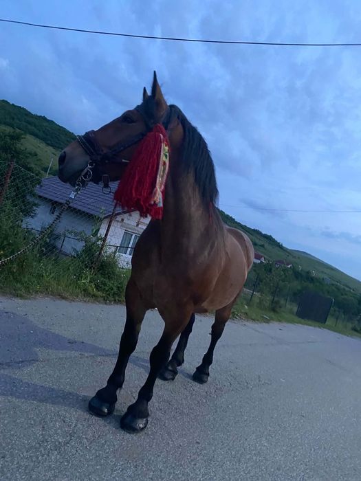 De vânzare cal de 4 ani