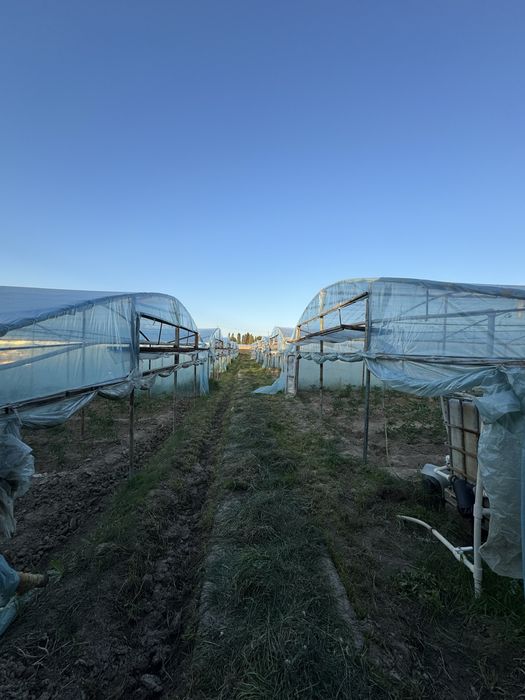 Yangiyol tumanida 65 sotix tayyor ferma va teplitsa sotiladi