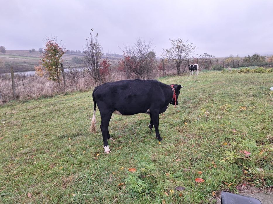 Junca angus gestanta