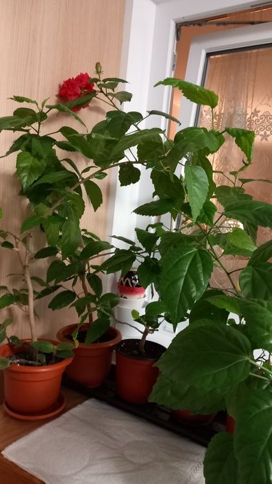 Ficus,trandafir japonez,hortensii