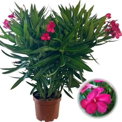 Leandru ( avem toate culorile in stoc )