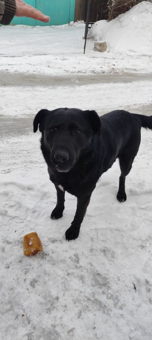 Собака большая, пёс, мальчик