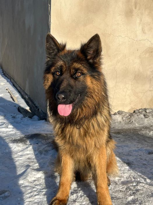 Вязка немецкая овчарка