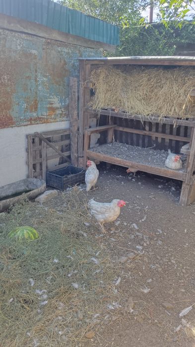курицы несушки продам
