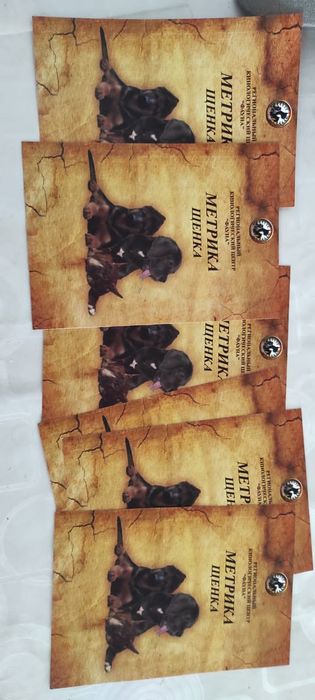 Щенки немецкой овчарки