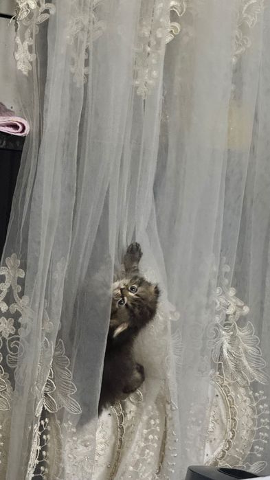 Чистопородный шотландский вислоухий котёнок, мальчик 2 месяца…………..