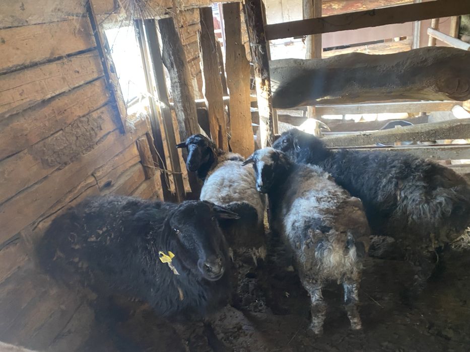 Семіз қойлар сатылады откормда