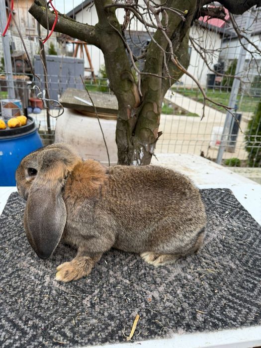 Iepuri Berbec German