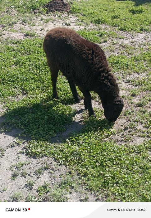 кузи ургочи 8 ойлик сотилади