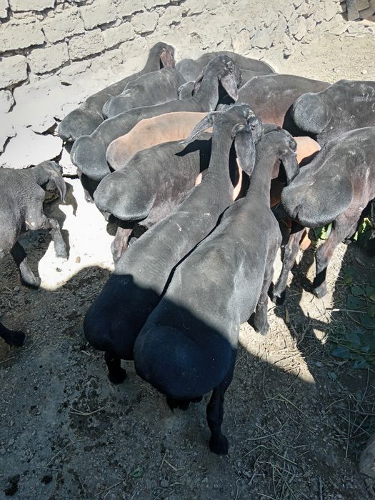 Зоддор кузилар сотилади