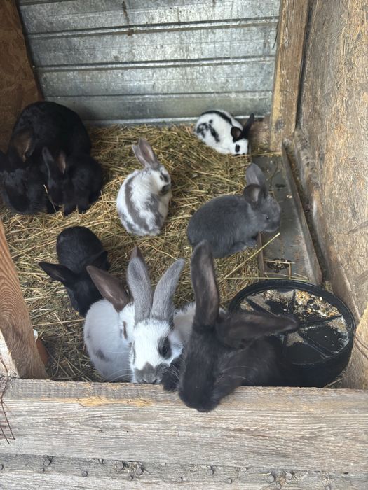 Iepuri fluture german