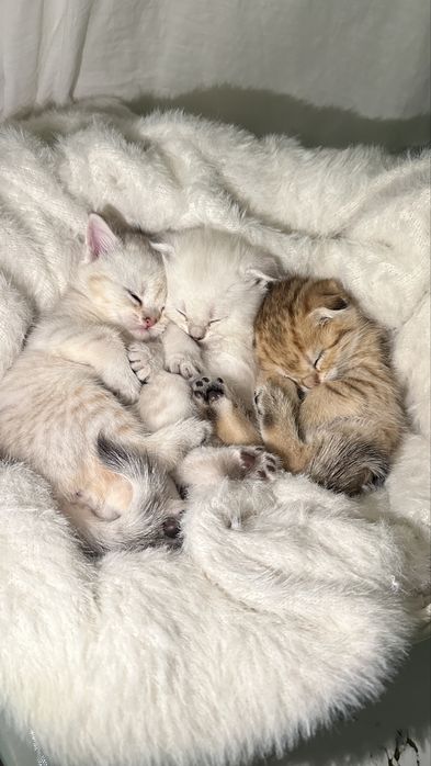 Шотландкие котята