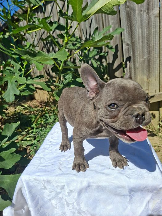 Buldog francez blue