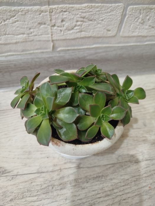 Продам суккуленты кактусы