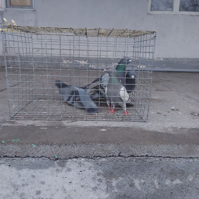 Сизи уди 2 самка 2 самец игра разные