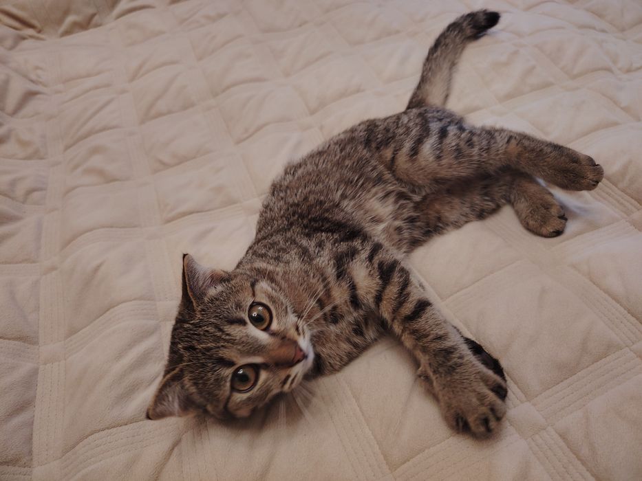 Котенок в добрые руки