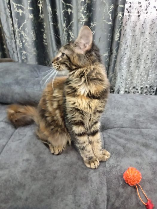 Продам котят мейн-куна!