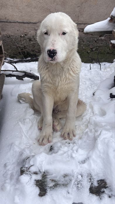 Алабай күшік сатылады