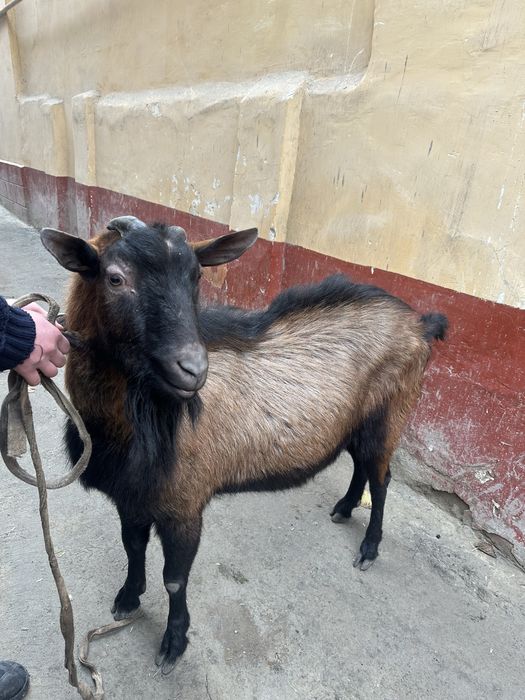 Erkak Alpen echkisi sotiladi narxi kelishiladi