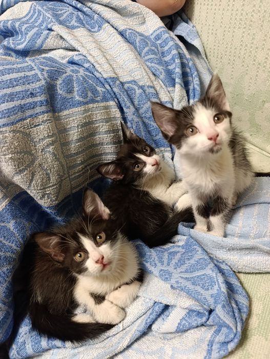 Подарю котят в хорошие руки