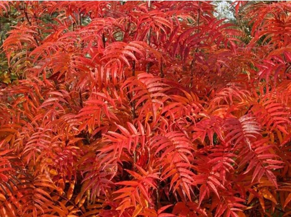 Scovus -Sorbus dodong Frunze rosi
