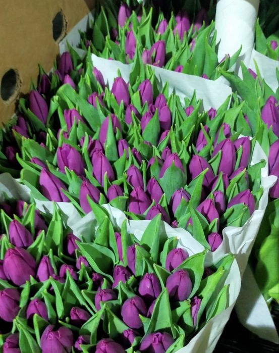 Тюльманы к 8 марту