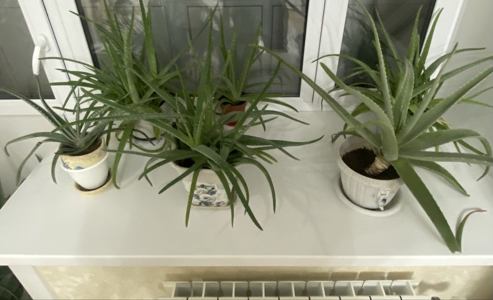 Алоэ , алоэ вера