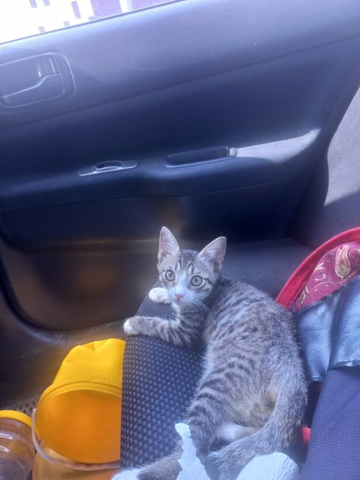 Отдам даром кота