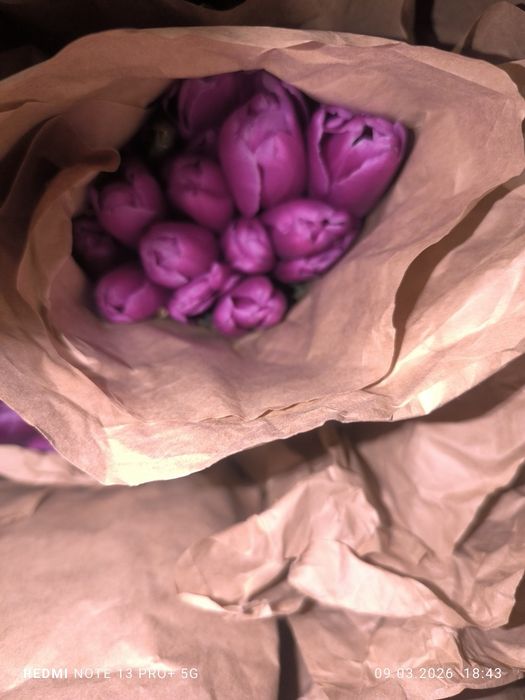 Тюльпаны оптом по 400