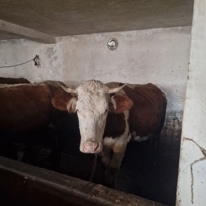 Vând vaci bălțată românească