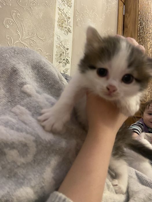 Котята в хорошие руки