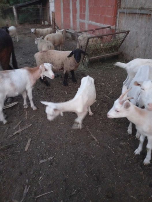Ieduțe sannen