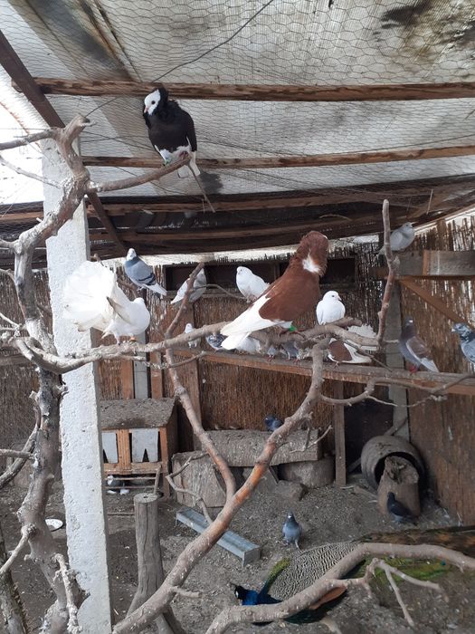 Cocosel pitic de rasa.