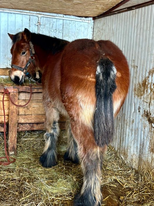 Vând mânze ardeneze sură, murgă, neagră