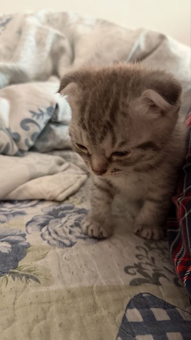 шотланская кошка