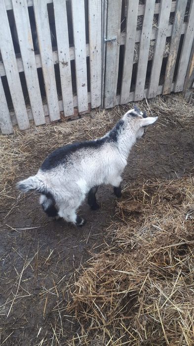 Продам козлика..