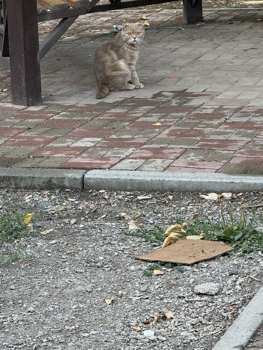 Срочно очень срочно в добрые руки