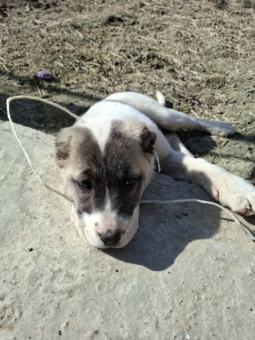 Продаётся алабай самка