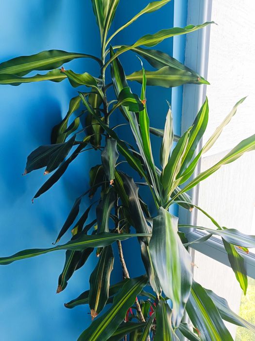 Драцена висока два метра и тридесет см