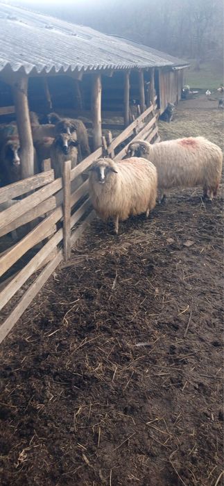 De vanzare 4 oi breze