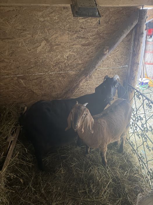 Capră și iadă anglonubian