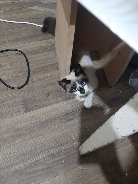 Отдам кошку подросток